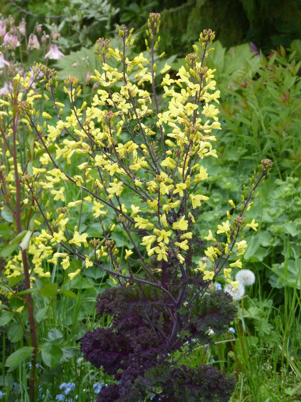 2014-05-04 Grünkohl2