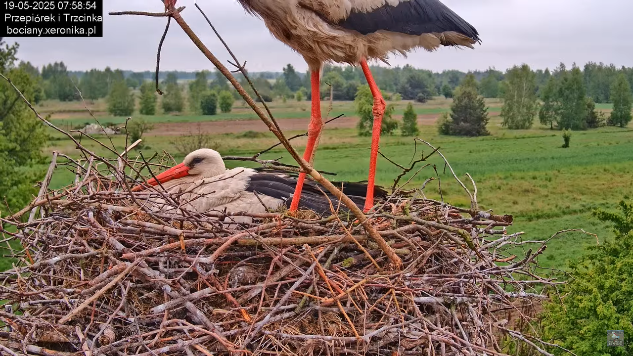 19052025bociany14