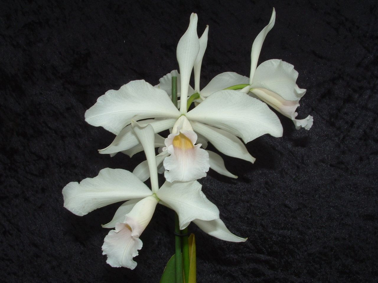 Laelia purpurata var suavissima Fredd