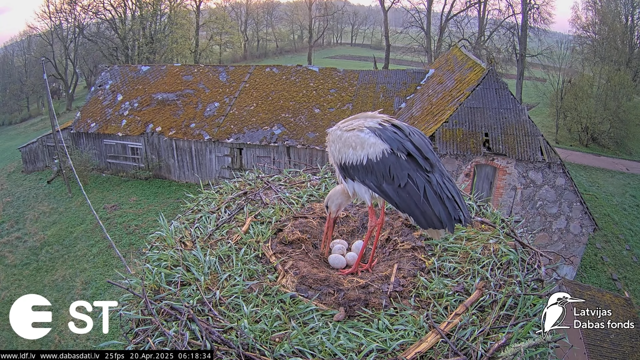 (41) Baltie stārķi (Ciconia ciconia) Tukuma novadā __ White storks in Tukums, Latvia - YouTube - 669