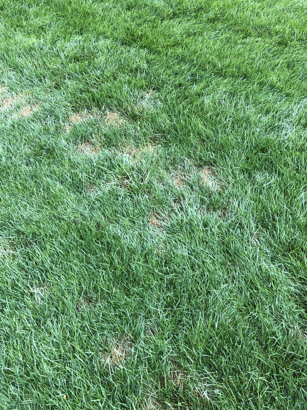 Fungus - Evading my efforts so far | Lawn Care Forum