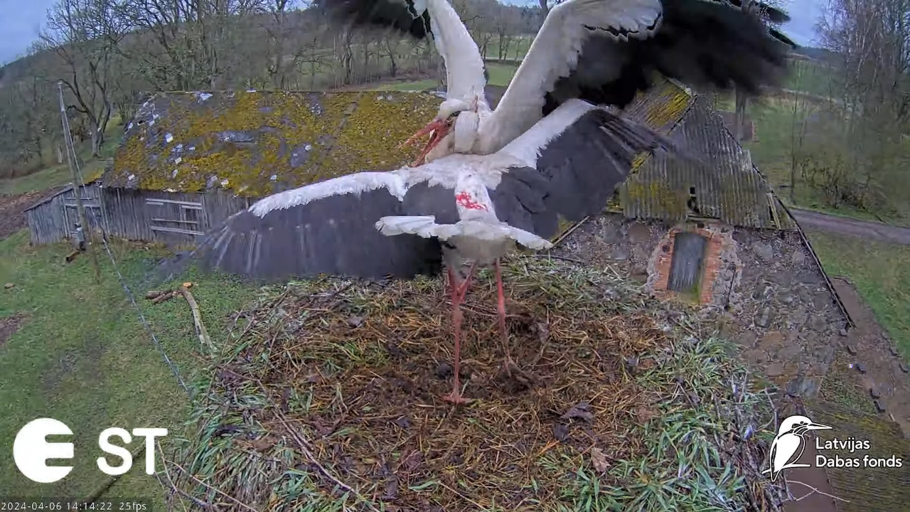 Baltie stārķi (Ciconia ciconia) Tukuma novadā - LDF tiešraide __ White storks in Tukums, Latvia 17-1