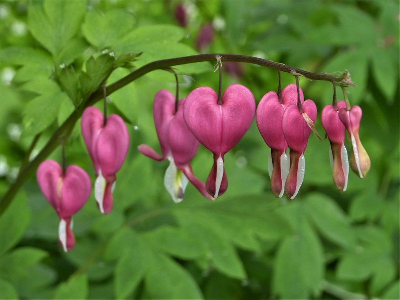 pinkbleedingheartflowers.jpg