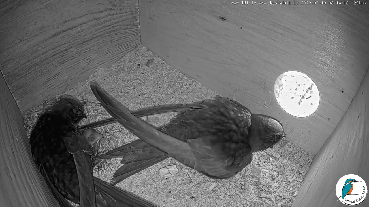 Svīre (Apus apus) Cēsu pils - LDF tiešraide _ Būris 1-53-21 screenshot