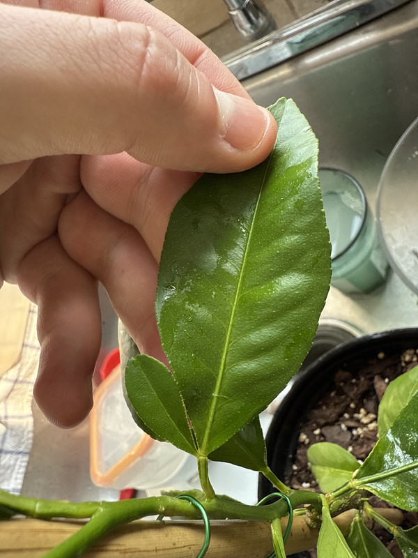 IMG_091632EA-AD7D-4A42-B175-25FB2260ECDD