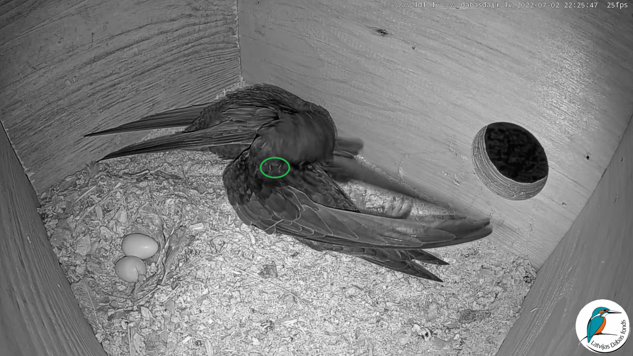 Svīre (Apus apus) Cēsu pils - LDF tiešraide _ Būris 12-40-7 labots