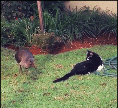 Funny-Cat-GIF-When-a-clumsy-bird-tries-to-eat-a-cat-tail.gif