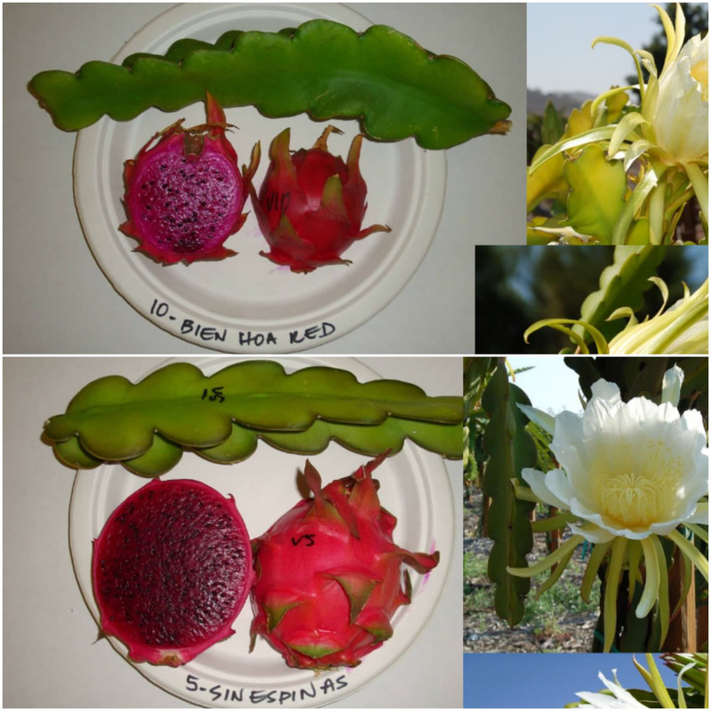 branch-shape-red-dragon-fruit.jpg