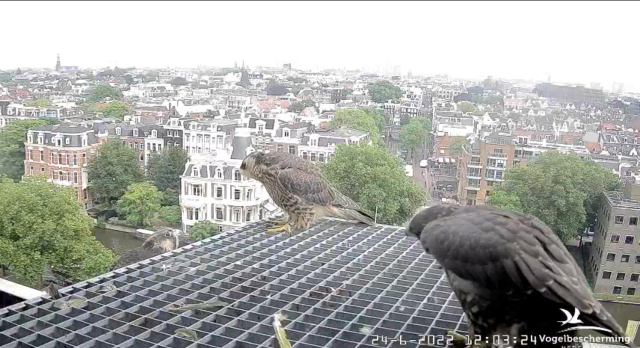 Amsterdam/Rijksmuseum screenshots © Beleef de Lente/Vogelbescherming Nederland - Pagina 32 Video-2022-06-24-120522-Moment-2
