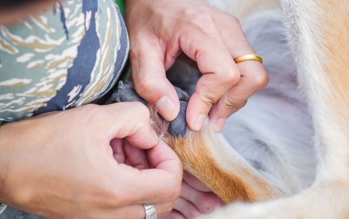 ¿Cuál es el mejor repelente para las garrapatas? Remedio casero para mascotas
