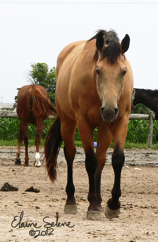 old-stock-buckskin-26-by-elaineselenestock-d4mckou.jpg