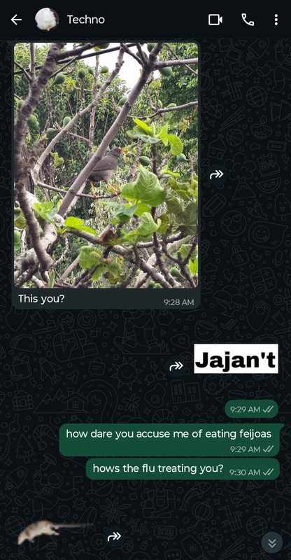 Screenshot of a whatsapp conversation between Techno and Phil Techno sends a picture of a Mirla eating a Feijoa on a tree, captioned 'This you?" Phil sends a sticker, it is a white rectangle that has 'jajan't' written within it it black Phil: how dare you accuse me of eating feijoas  Phil: hows the flu treating you? Techno sends a sticker of a low pixelated rat lying down. It doesn't look very alive. 