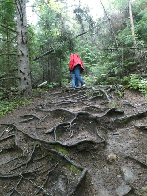 DOS SEMANAS EN EL ESTE DE CANADÁ (ONTARIO Y QUÉBEC) - Blogs de Canada - Parque Provincial de Algonquin (12)