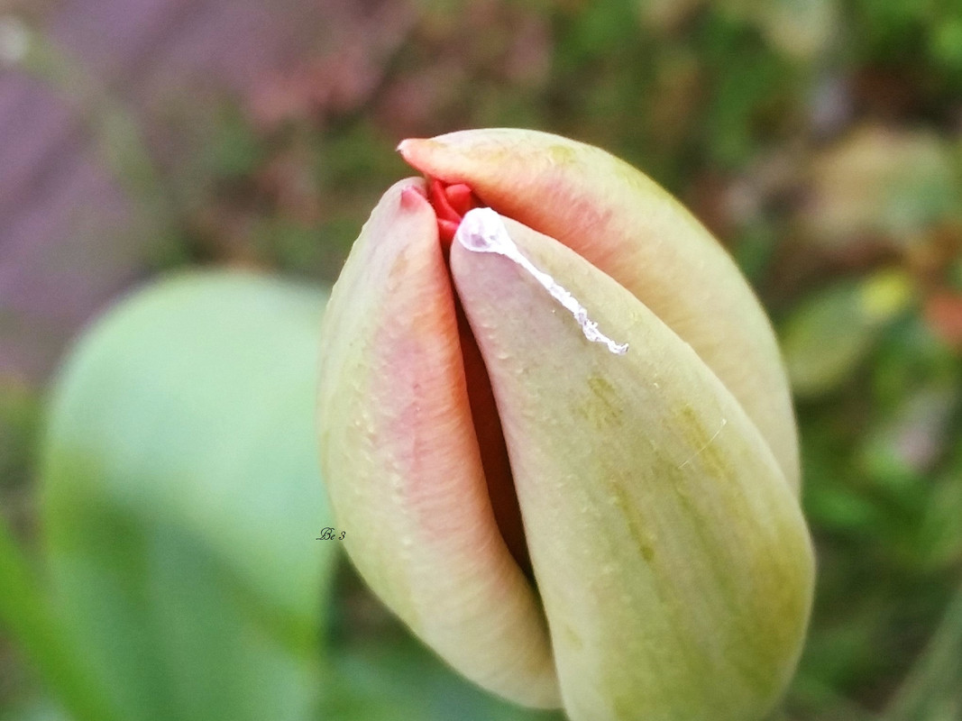 [Image: April-Tulip.jpg]