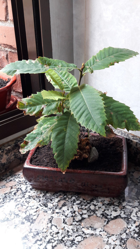 8-Castaño          (de castaña)   Oct.2018
