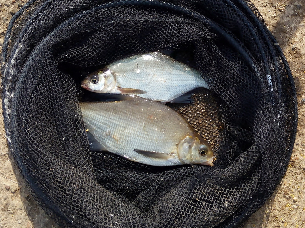 Н. Муллы 13.06.2016 06