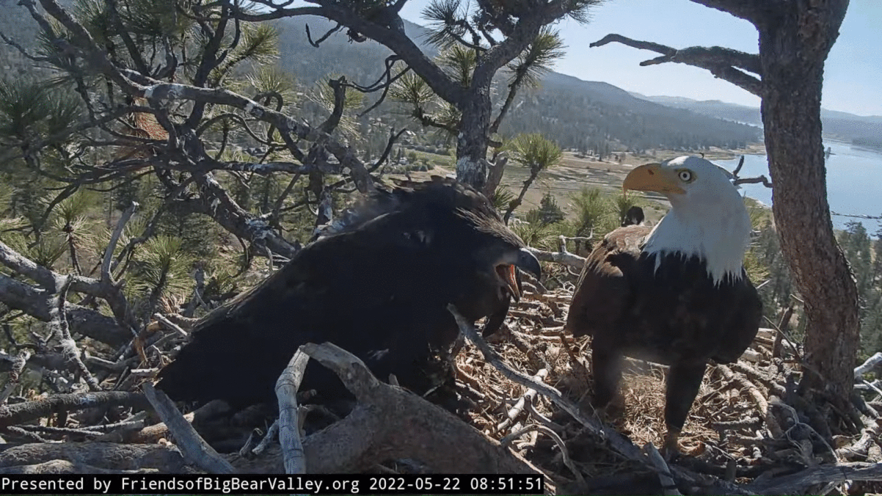 Webp.net-gifmaker (2)