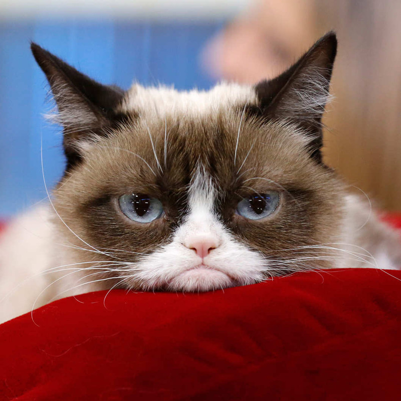 08-grumpy-cat.w529.h529.2x