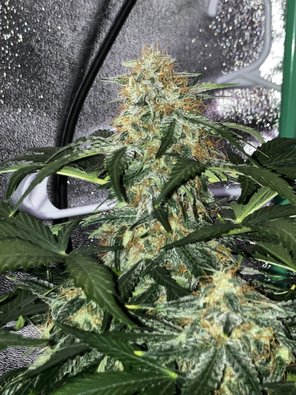 0A2BC969-1396-4206-B36F-90526A4C662D