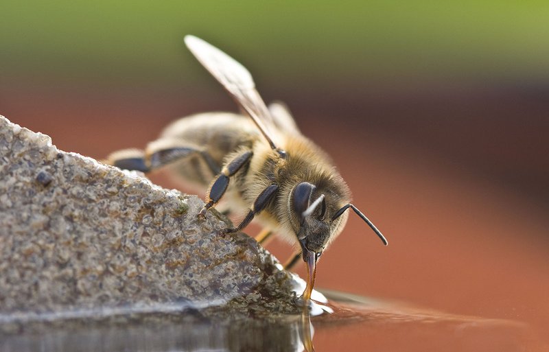 drunk bee