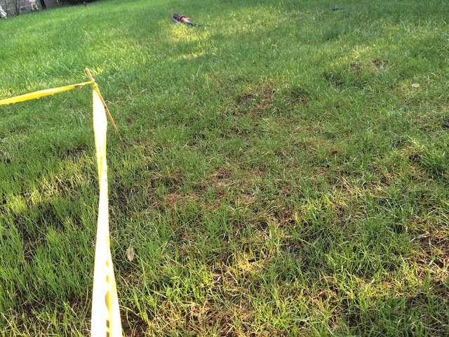 15_Day_Germination - 2