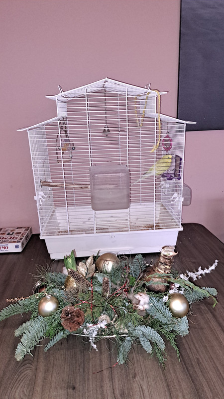 [Image: BL-KERST-VOGELS-WB-241216-WA0015.jpg]