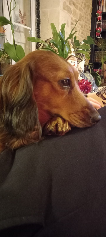 [Image: 20241128-180156.jpg]