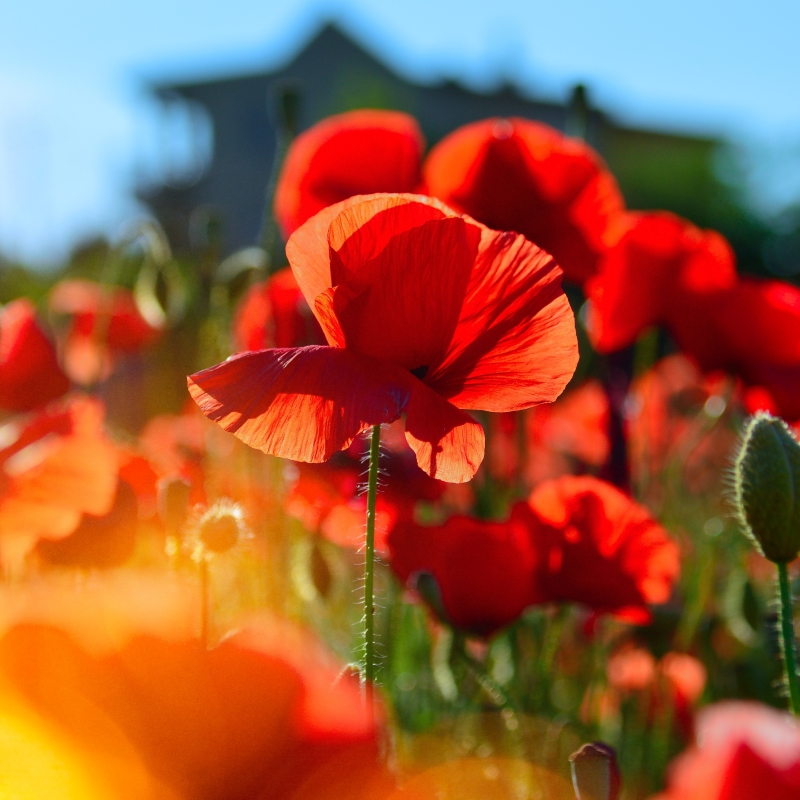 637804332306964288-Poppy-Flower.jpg