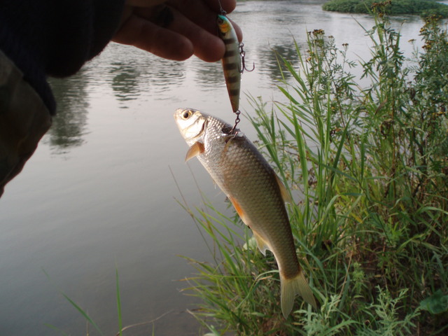 сегодня ельчик