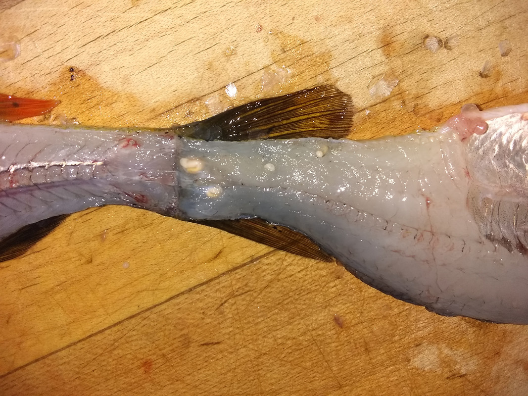 White grub in perch