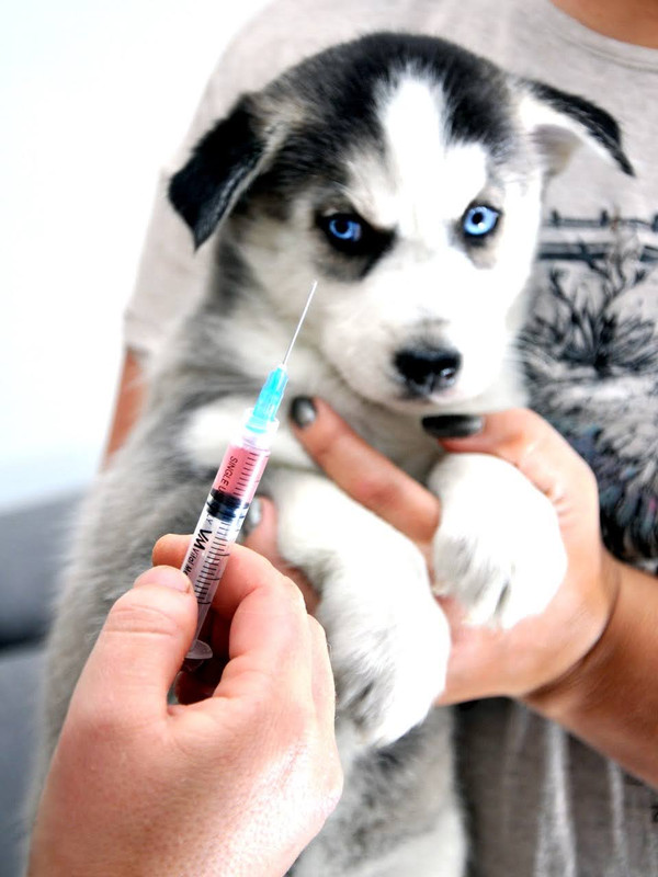 Galería Veterinaria