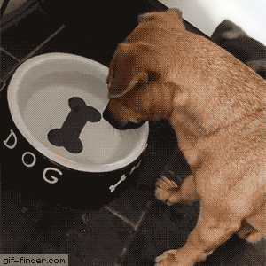 water-bowl-painted-9-Ga-U0-C4-Ivhs-Yw.gif