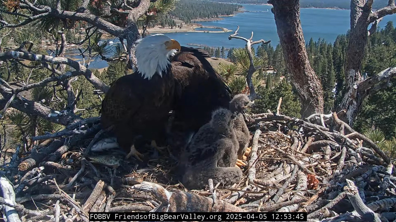 Big Bear Bald Eagle Live Nest - Cam 1 12-37-10 screenshot (1)