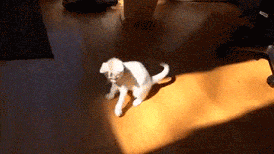 35.gif