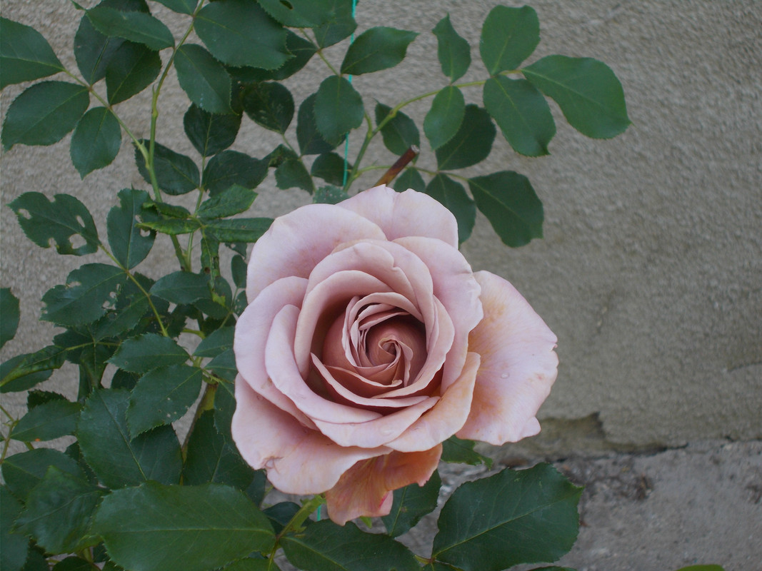 DSCN1403