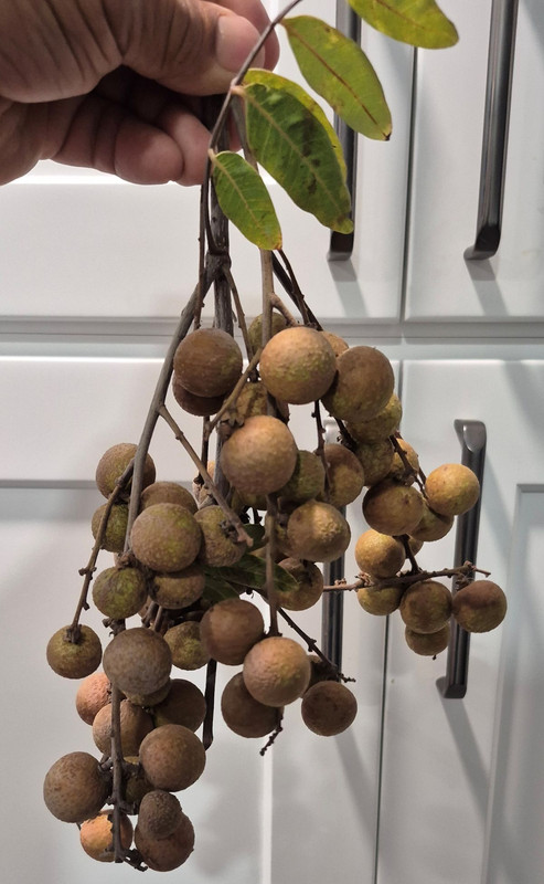 Longan (Brad) pic2