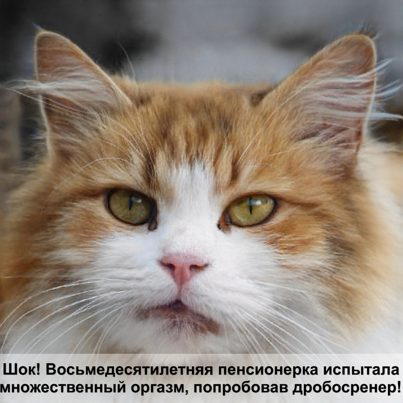 как одевать ошейник на кошку