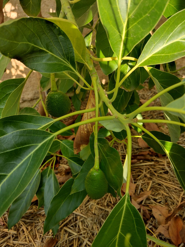 avocats hass protégés du soleil par le feuillage 02-09-2023