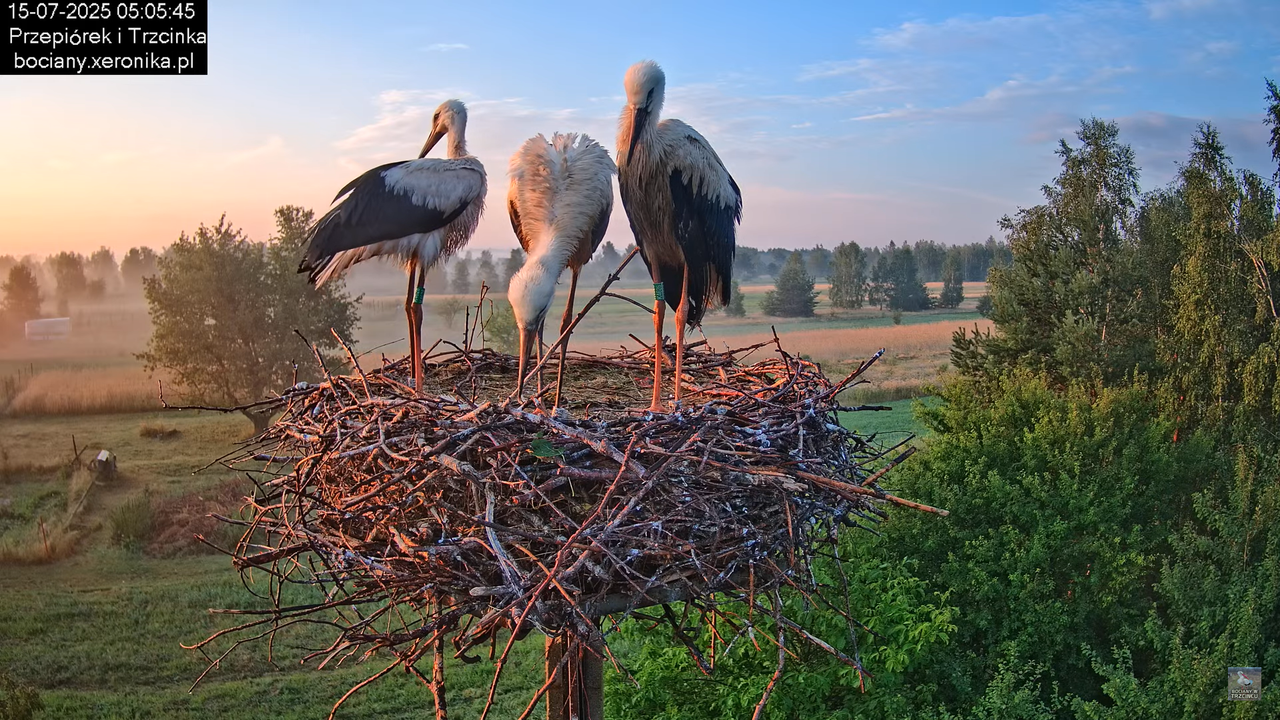 15072025bociany5