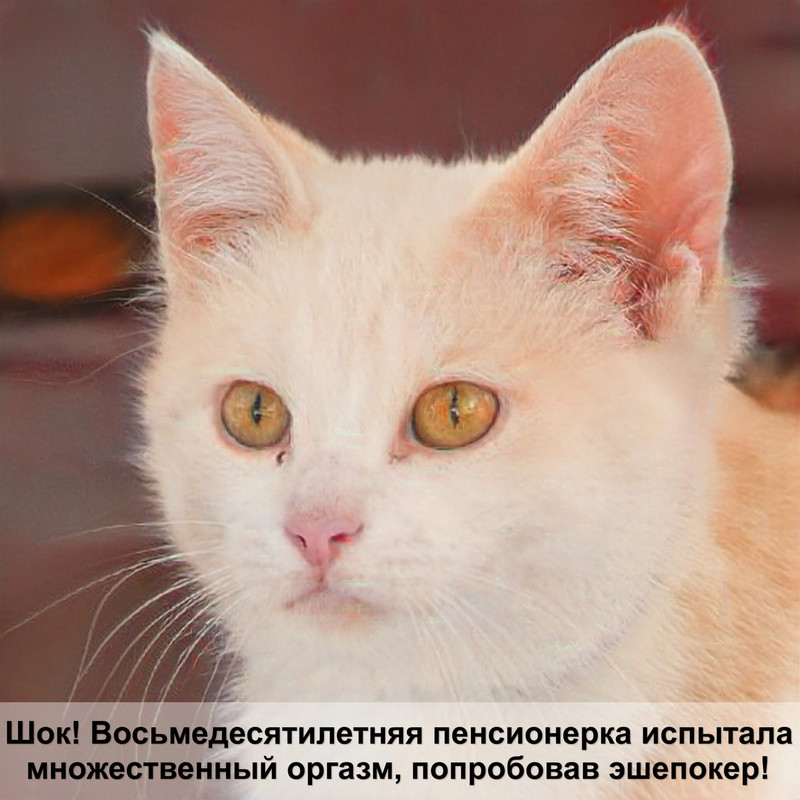 самая беременная кошка