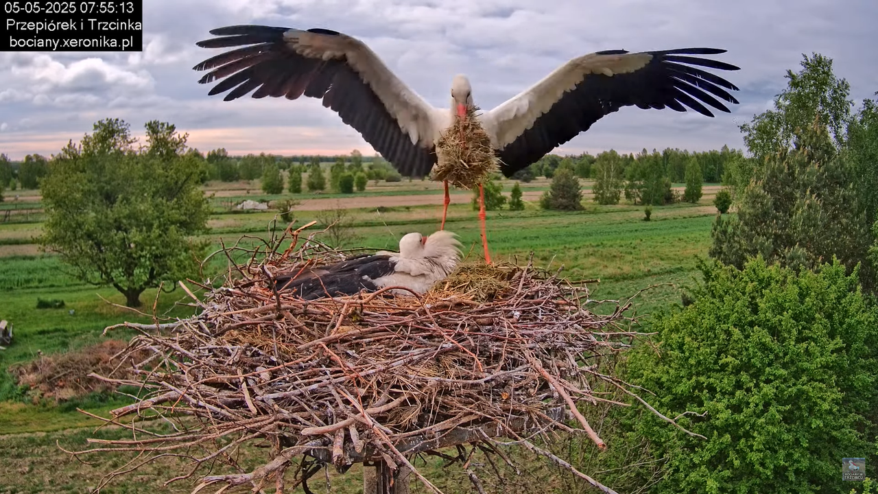 05052025bociany11