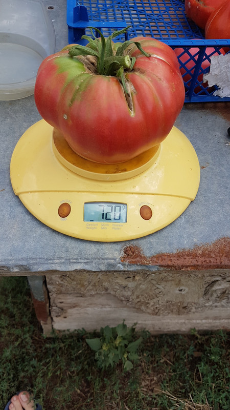 розов20190818_130609