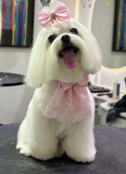 Maltês branco impecável — Luminous White