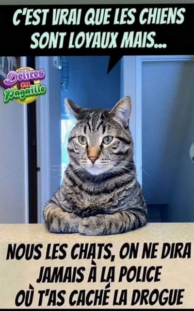 chat-drogue