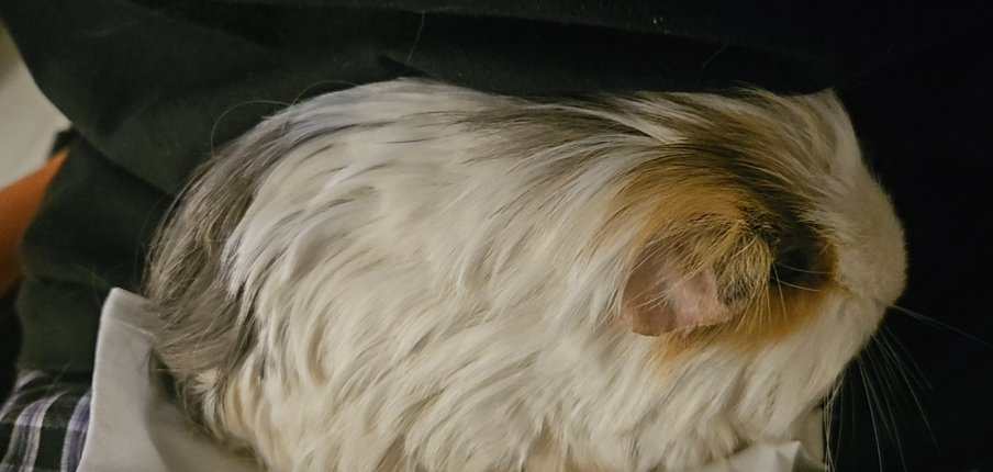 pigy-5.jpg