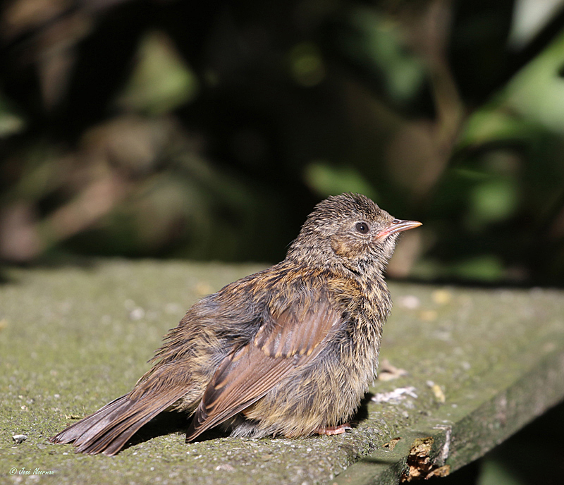 Heggemus 20180504-01 (2)