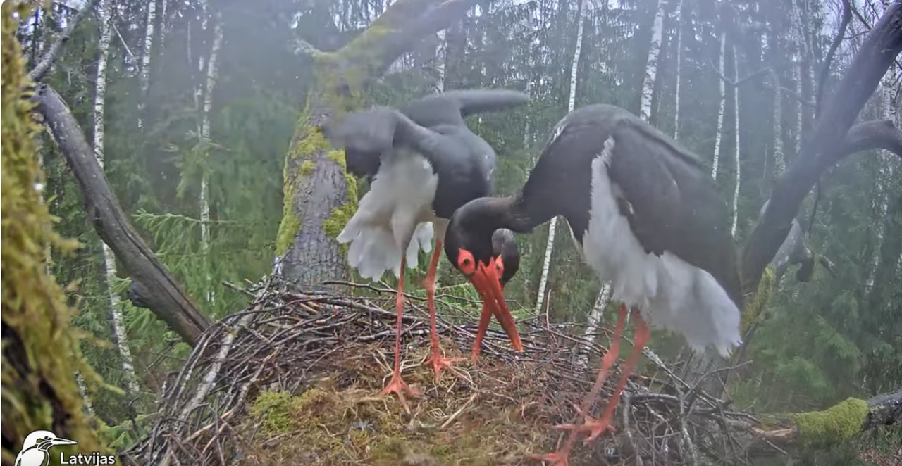 Screenshot 2024-04-03 at 15-12-34 (5) Melnais stārķis (Ciconia nigra) Ogres novadā - LDF tiešraide -