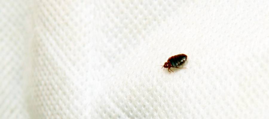 Kissimmee Bed Bug Treatment