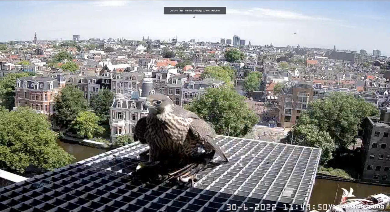 amsterdam - Amsterdam/Rijksmuseum screenshots © Beleef de Lente/Vogelbescherming Nederland - Pagina 35 Video-2022-06-30-115338-Moment