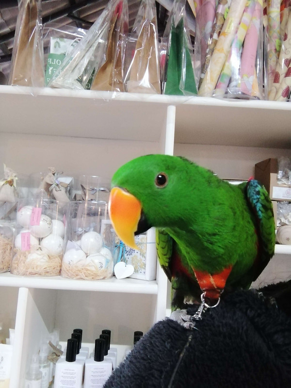 Are_you_sure_hooman.jpg